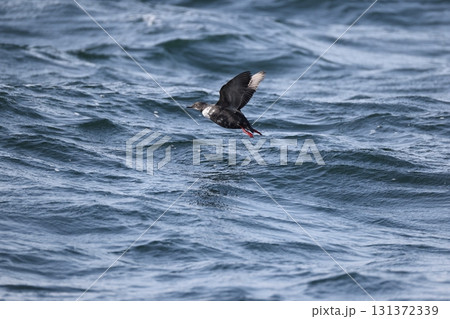ウミバト ウミバト 131372339