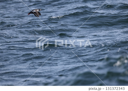 ウミバト 131372343