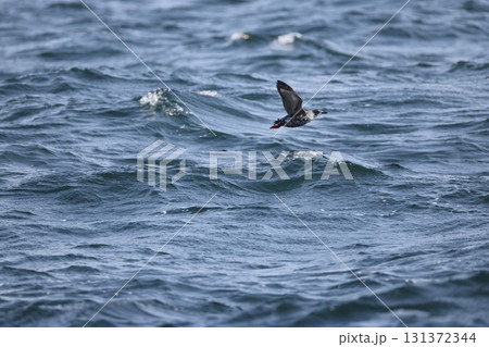 ウミバト 131372344