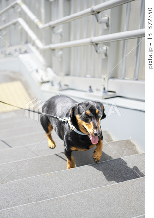 ダックスフントのお散歩 ダックスフントのお散歩 131372350