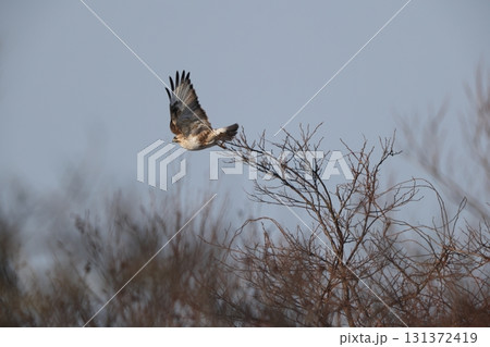 ノスリ ノスリ 131372419