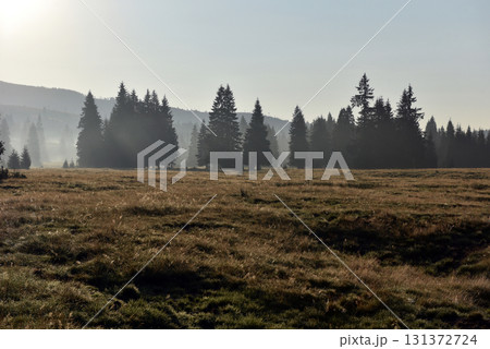 Morning mist in a mountain meadow 131372724