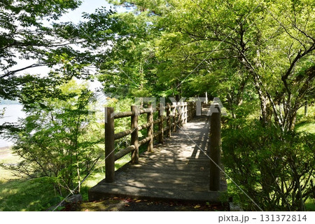 山梨県 山中湖旭日丘湖畔緑地公園散策路と深緑 山梨県 山中湖旭日丘湖畔緑地公園散策路と深緑 131372814