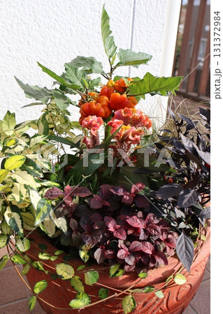 オレンジ色の花の寄せ植え 131372984