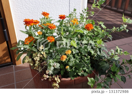 オレンジ色のジニアの花寄せ植え 131372986