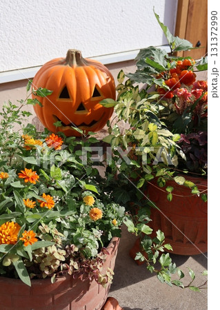 ハロウイン仕様の寄せ植え＆寄せ鉢 131372990