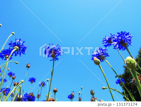青いヤグルマギクのきれいな花の風景 131373174