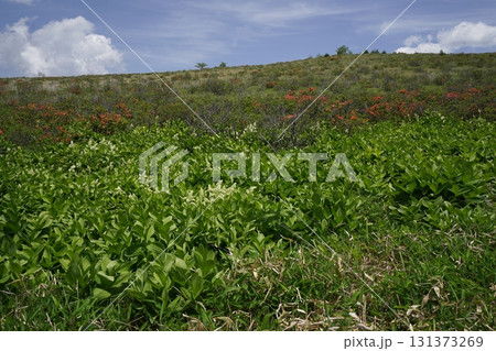 霧ヶ峰 車山湿原上流部のコバイケイソウとレンゲツツジ 2025年6月19日 霧ヶ峰 車山湿原上流部のコバイケイソウとレンゲツツジ 2025年6月19日 131373269
