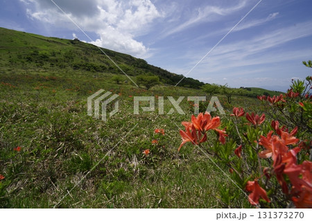 霧ヶ峰　車山湿原上流部のレンゲツツジ　後方は車山レーダードーム　2025年6月19日 131373270