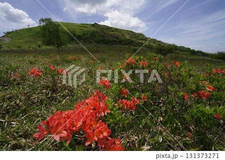 霧ヶ峰　車山湿原上流部のレンゲツツジ　後方は車山レーダードーム　2025年6月19日 131373271