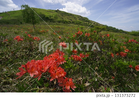 霧ヶ峰　車山湿原上流部のレンゲツツジ　後方は車山レーダードーム　2025年6月19日 131373272