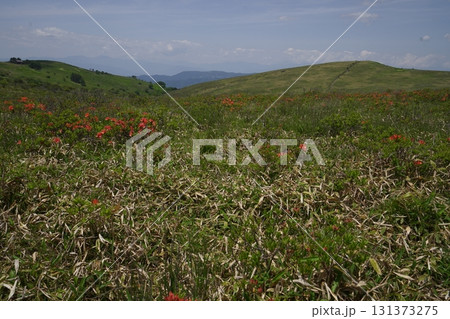 霧ヶ峰　車山湿原上流部のレンゲツツジ　車山乗越付近　後方は山彦尾根方面　2025年6月19日 131373275