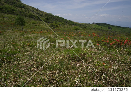 車山湿原上流部のレンゲツツジ　車山乗越付近　後方はころぼっくるひゅって方面　2025年6月19日 131373276