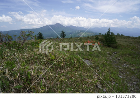 霧ヶ峰 山彦尾根のレンゲツツジ 後方は、蓼科山方面 2025年6月19日 霧ヶ峰 山彦尾根のレンゲツツジ 後方は、蓼科山方面 2025年6月19日 131373280