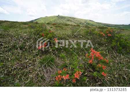 霧ヶ峰　山彦尾根のレンゲツツジ　　後方は車山　2025年6月19日 131373285