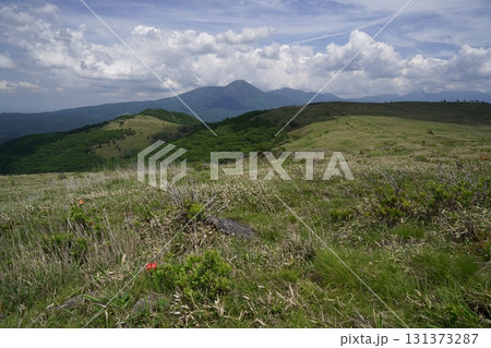 霧ヶ峰　山彦尾根のレンゲツツジ　　後方は蓼科山方面　2025年6月19日 131373287