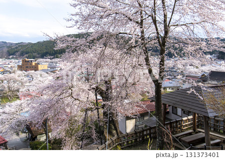 高田桜 高田桜 131373401