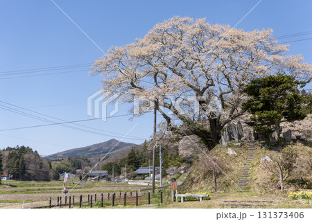 吉野辺の種まき桜 131373406