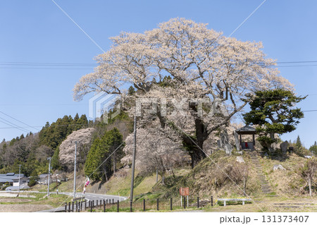 吉野辺の種まき桜 吉野辺の種まき桜 131373407