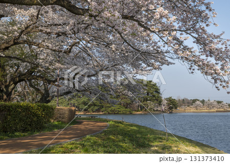矢吹町大池公園 矢吹町大池公園 131373410