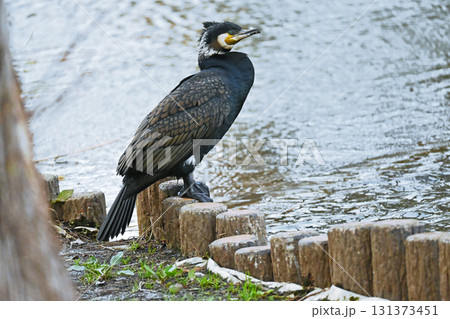 縁石で休むカワウ 縁石で休むカワウ 131373451