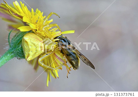 Crab spider (Thomisus onustus), Greece 131373761
