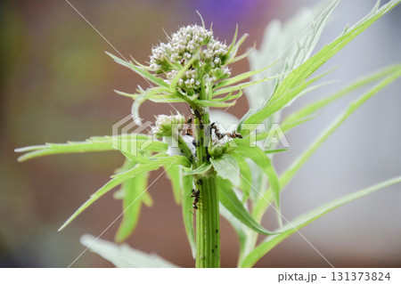 The ants herd aphids on a plant stem 131373824