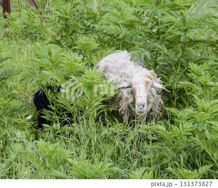 Sheep in a thicket of grass. Sheep chews grass Sheep in a thicket of grass. Sheep chews grass 131373827