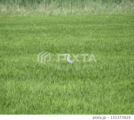 Head heron among the thickets of rice. Waterfowl in the grass Head heron among the thickets of rice. Waterfowl in the grass 131373828