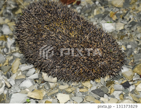 Hedgehog on a pile of rubble. Hedgehog curled up into a ball Hedgehog on a pile of rubble. Hedgehog curled up into a ball 131373829