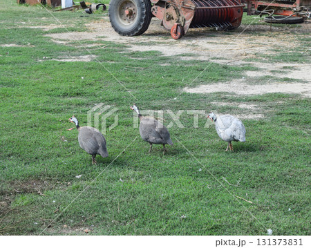 Guinea fowl on the green grass. Guinea fowl - poultry in the village courtyard Guinea fowl on the green grass. Guinea fowl - poultry in the village courtyard 131373831