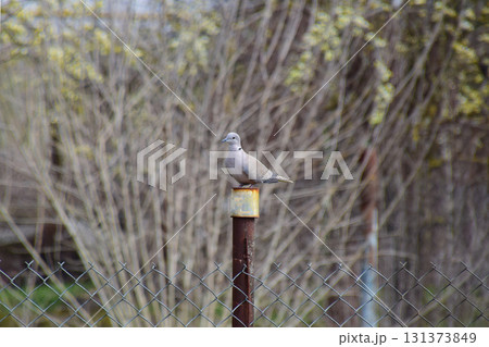 Turtledove is sitting on an iron column. Dove in the village on the fence Turtledove is sitting on an iron column. Dove in the village on the fence 131373849