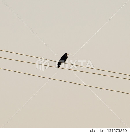 lone black crow sitting on wires. Carrion Crow corvids lone black crow sitting on wires. Carrion Crow corvids 131373850