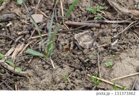 He flies bombyliidae above the ground in the grass He flies bombyliidae above the ground in the grass 131373862