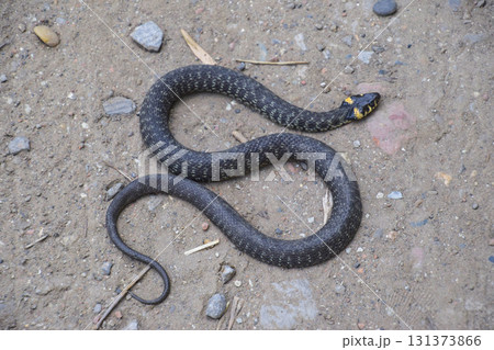 Grass snake, crawling along the ground. Non-poisonous snake. Frightened by the Grass snake 131373866