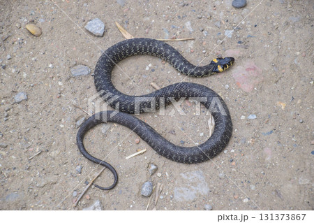 Grass snake, crawling along the ground. Non-poisonous snake. Frightened by the Grass snake Grass snake, crawling along the ground. Non-poisonous snake. Frightened by the Grass snake 131373867