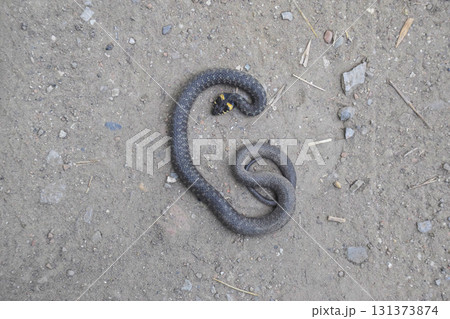 The dead snake. The dead, crushed by the machine Grass snake. Non-poisonous snake The dead snake. The dead, crushed by the machine Grass snake. Non-poisonous snake 131373874