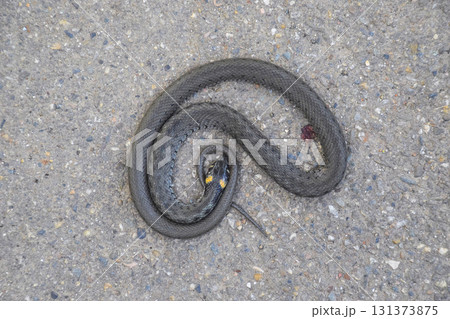 The dead snake. The dead, crushed by the machine Grass snake. Non-poisonous snake The dead snake. The dead, crushed by the machine Grass snake. Non-poisonous snake 131373875
