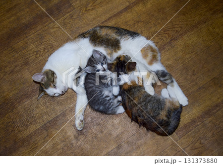 Calico cat feeding kitten milk. Breast-feeding. Kittens cat suck tits 131373880