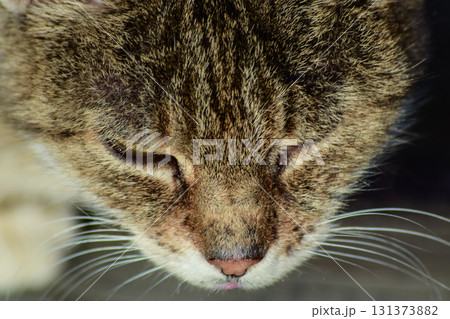 The muzzle of the old striped cat. Old age house cats The muzzle of the old striped cat. Old age house cats 131373882
