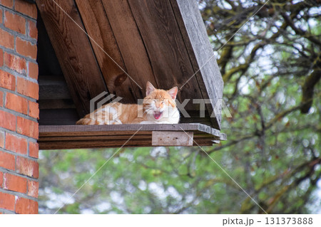 Adult red - white cat. Yawning red cat Adult red - white cat. Yawning red cat 131373888