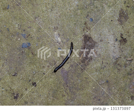 Crawling on concrete millipede. Millipede - centipedes black with strong armor 131373897