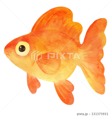 可愛い金魚のイラスト 水彩 可愛い金魚のイラスト 水彩 131373931