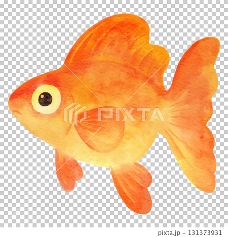 可愛い金魚のイラスト 水彩 可愛い金魚のイラスト 水彩 131373931