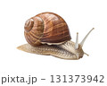 Common garden snail on white background 131373942