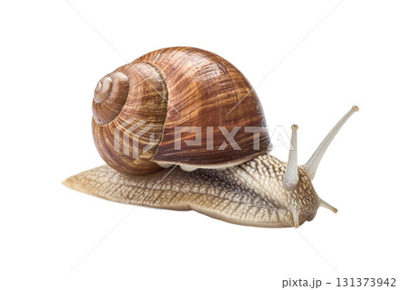 Common garden snail on white background 131373942