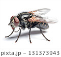 Fly on white background close up 131373943
