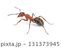 Red ant on white background close up 131373945