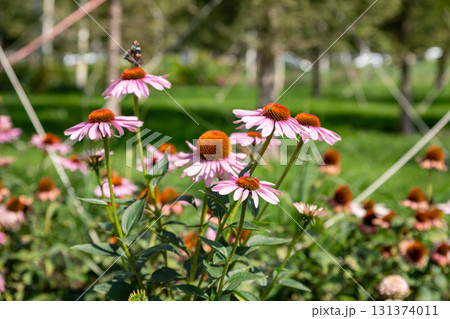Echinacea purpurea close up view. Colorful flowers attract a butterfly in lush green garden Echinacea purpurea close up view. Colorful flowers attract a butterfly in lush green garden 131374011