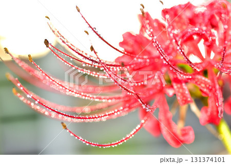 夕時雨の彼岸花 131374101
